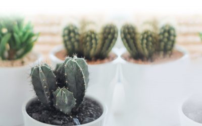 How to make a WordPress website